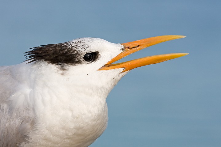 Knigseeschwalbe Sterna maxima Royal Tern